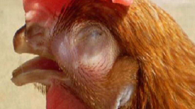 Khám Phá Nguyên Nhân Gà Bị Sưng Phù Đầu Mặt Và Giải Pháp