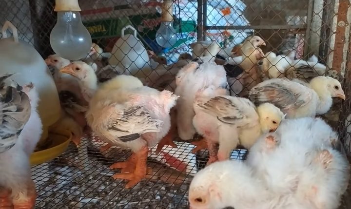 Kinh Nghiệm Nuôi Gà Đông Tảo 1 Tháng Tuổi Chi Tiết Và Hiệu Quả Cao