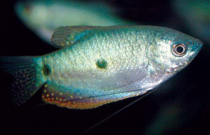 Tổng Quan Về Top Các Loài Cá Sặc Đẹp Và Phổ Biến Hiện Nay