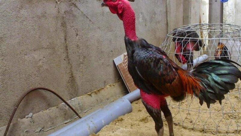 Hướng Dẫn Cách Chăm Sóc Gà Chọi Sau Khi Đá Để Nhanh Phục Hồi