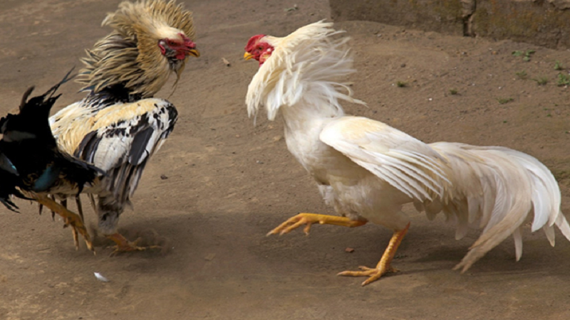 Bật Mí Cách Nuôi Gà Đá Vũ Kỳ Chi Tiết Từ A Đến Z Bạn Nên Biết