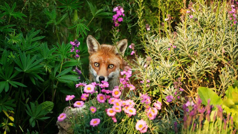 Khám Phá Ý Nghĩa Tâm Linh Của Con Cáo Trong Phong Thủy