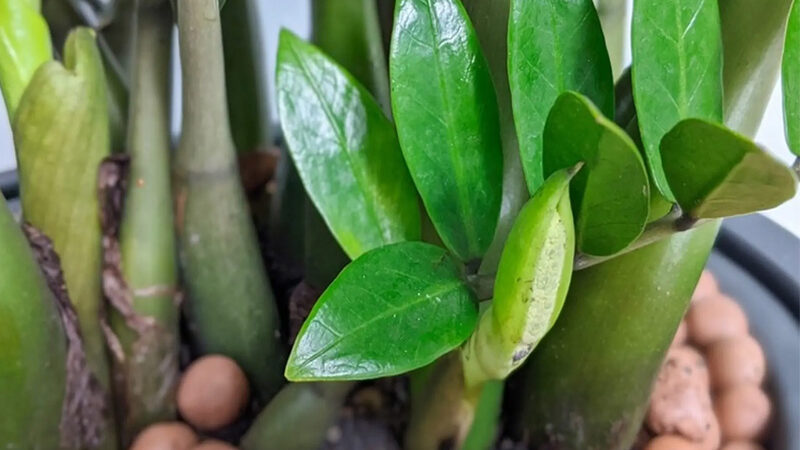 Ý Nghĩa Gì Cây Kim Tiền? Khám Phá Ý Nghĩa Tuyệt Vời Của Cây Kim Tiền