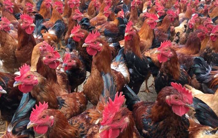 Bật Mí Cách Ngâm Rượu Tỏi Cho Gà Đúng Kỹ Thuật, Hiệu Quả Cao